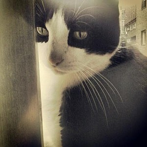 ¿Por qué un blog sobre Derecho de los Animales?