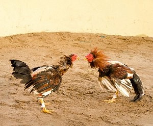 La Comisión de Protección de los Derechos de los Animales del Colegio de Barcelona reclama más inspecciones para evitar la organización de peleas ilegales de perros y de gallos