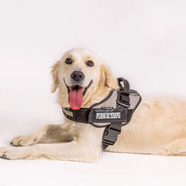 Llegan a Asturias los perros de apoyo en los juzgados