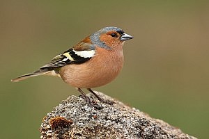 La Comisión de Protección de los Derechos de los Animales del ICAB reclama la protección de los pájaros cantores