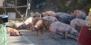 Necesidad de un protocolo de actuación en los accidentes de transporte de animales