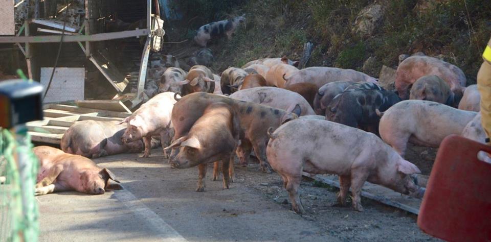 Necesidad de un protocolo de actuación en los accidentes de transporte de animales