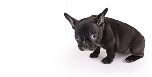 sad female brindle French Bulldog