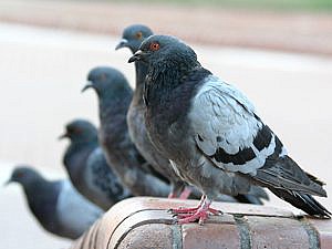 La CPDA del ICAB logra que Barcelona implante el método de esterilización de palomas