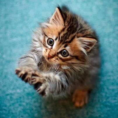 Juguetes rotos: ¿Abandonados o… maltratados?