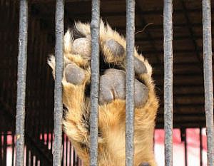 Las Comisiones de Protección de los Derechos de los Animales de los Colegios de Abogados catalanes piden al Ayuntamiento de Figueres que haga cumplir a los circos la ordenanza sobre tenencia de animales