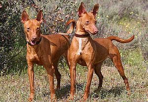 Podenco_andaluz