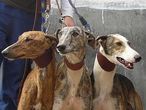 galgos