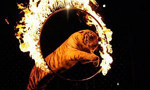 ban-exotic-animals-UK-circuses-041513