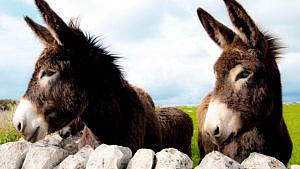 burro-xl-1280x720x80xX