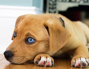 El Colegio de Abogados de Badajoz organiza el III Congreso de Derecho Animal