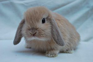 raza-conejo-belier-enano