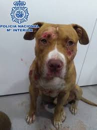 mundo las peleas de perros - Abogacía Española
