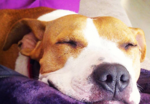 El Colegio de Alicante alerta sobre el maltrato animal y su relación con otros tipos de violencia