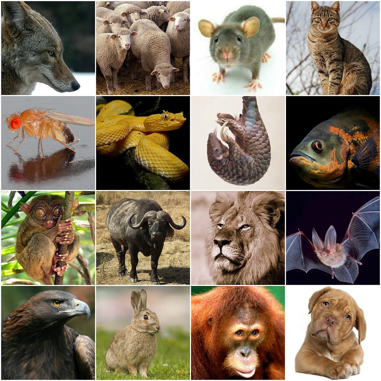 Bases conceptuales para una Zoología Jurídica Abogacía