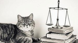gato-balanza-justicia