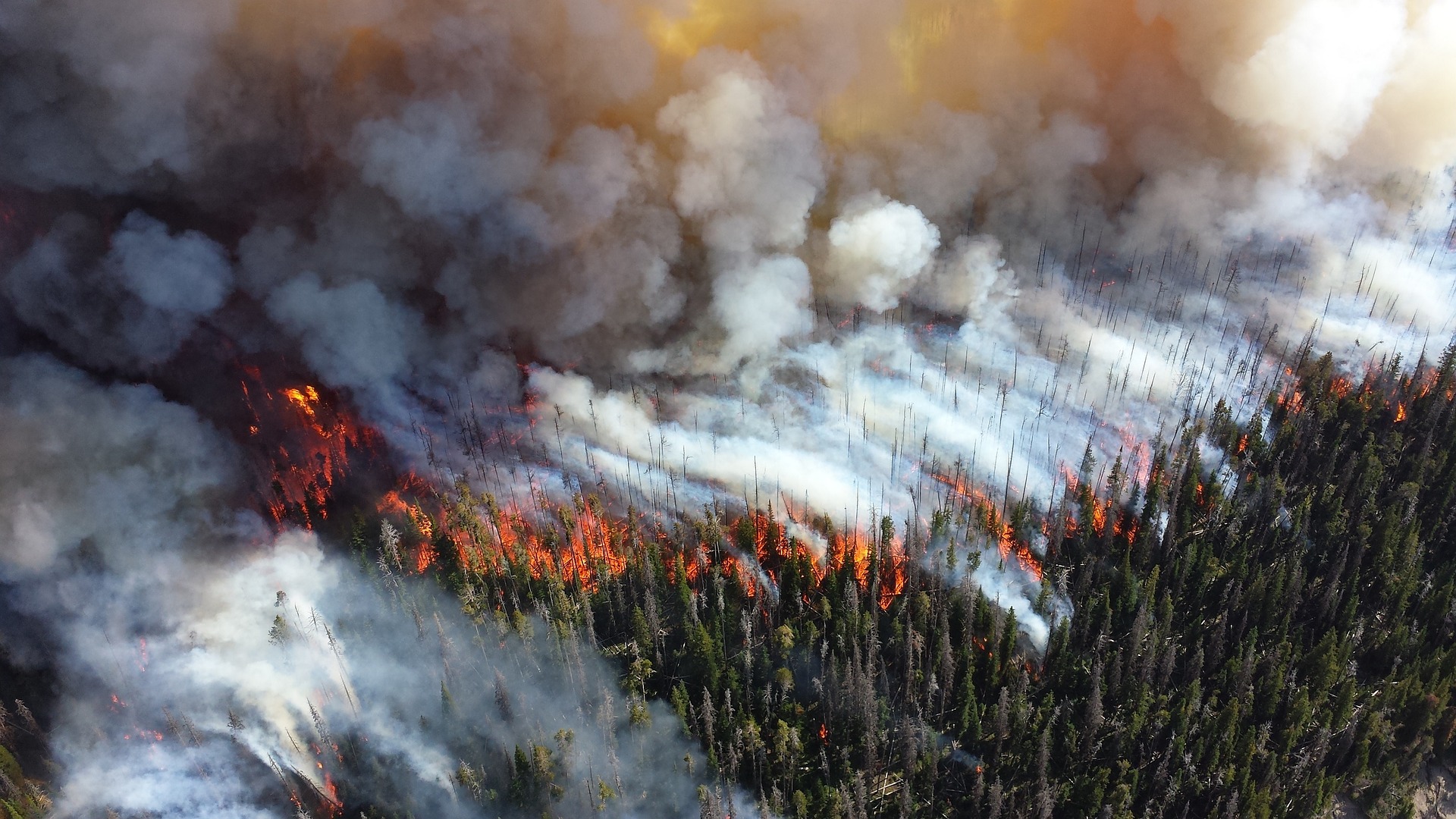 Los incendios forestales de Portugal y Doñana, una reflexión