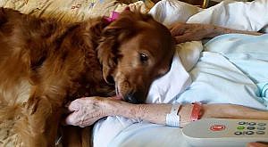 JJ-el-perro-de-terapia-que-ayuda-en-el-hospicio-de-ancianos-6