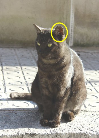 Denuncian las trampas para gatos que han causado graves heridas a animales  en Girona