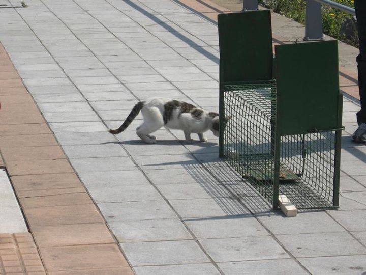 Como Usar una Jaula Trampa para Gatos Callejeros 