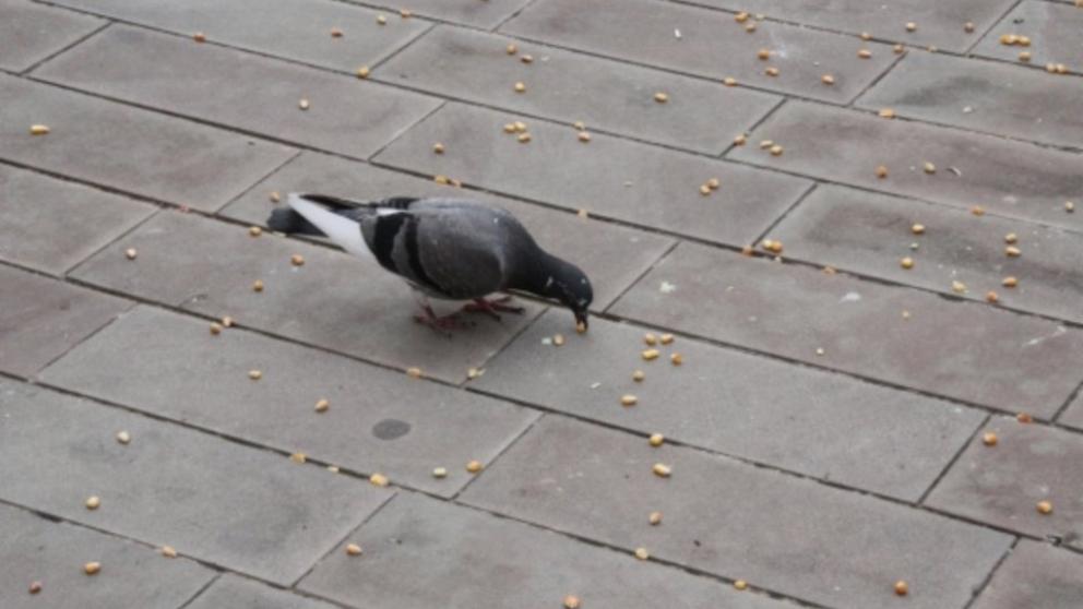 El uso del pienso anticonceptivo para el control de la población de palomas