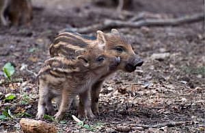 IV Jornada sobre maltrato animal: Justicia animal y justicia interespecie 