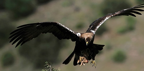 La protección de las especies de fauna silvestre