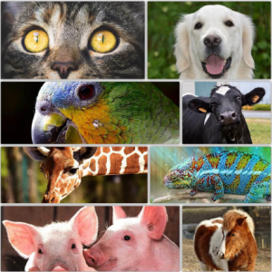 Sevilla acoge el I Congreso Andaluz sobre Derechos de los Animales