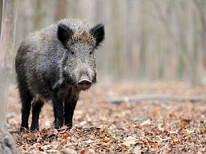 La CPDA del ICAB celebra el éxito del control ético de jabalíes con la vacuna anticonceptiva