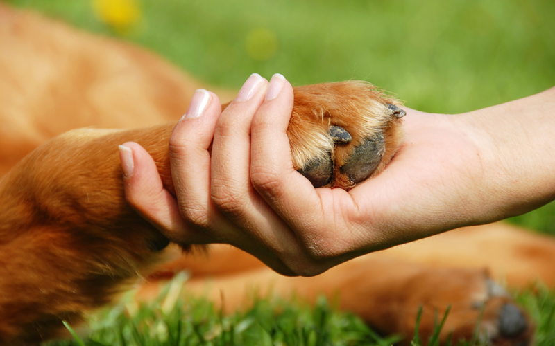 Colaboración ciudadana en temas de maltrato a los animales - Abogacía Española