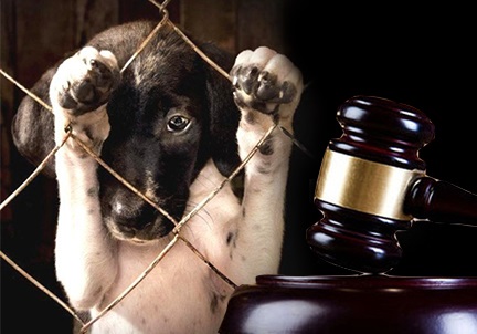 El futuro de la acusación popular en los delitos de abandono y maltrato  animal – Abogacía Española