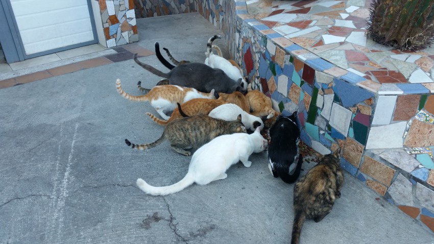 El Ayuntamiento de Pueblo decide sacrificar la colonia nde gatos dell barrio 