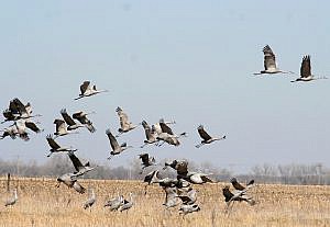 Migración de aves y práctica de la caza