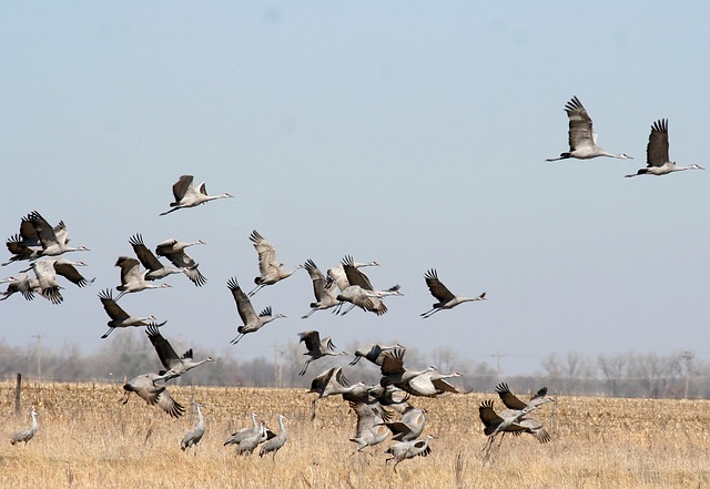 Migración de aves y práctica de la caza