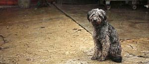 ¿Reforma del Código Penal en materia de maltrato animal? Así no, gracias.