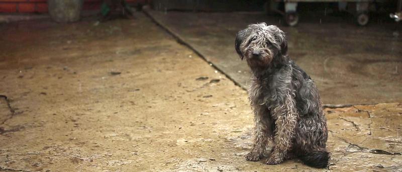¿Reforma del Código Penal en materia de maltrato animal? Así no, gracias.