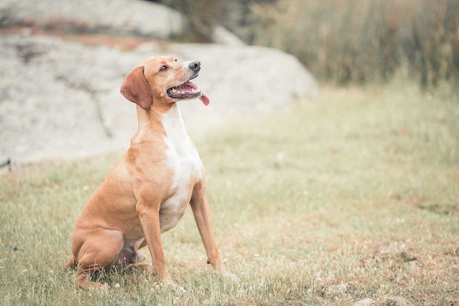 Sentencia por maltrato animal: prisión por arrojar a un foso y apedrear a dos perros en presencia de un menor de edad