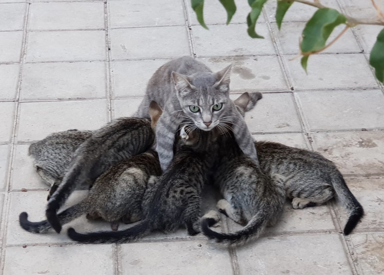 El conflicto por la titularidad en de los gatos en la gestión de colonias felinas - Abogacía Española