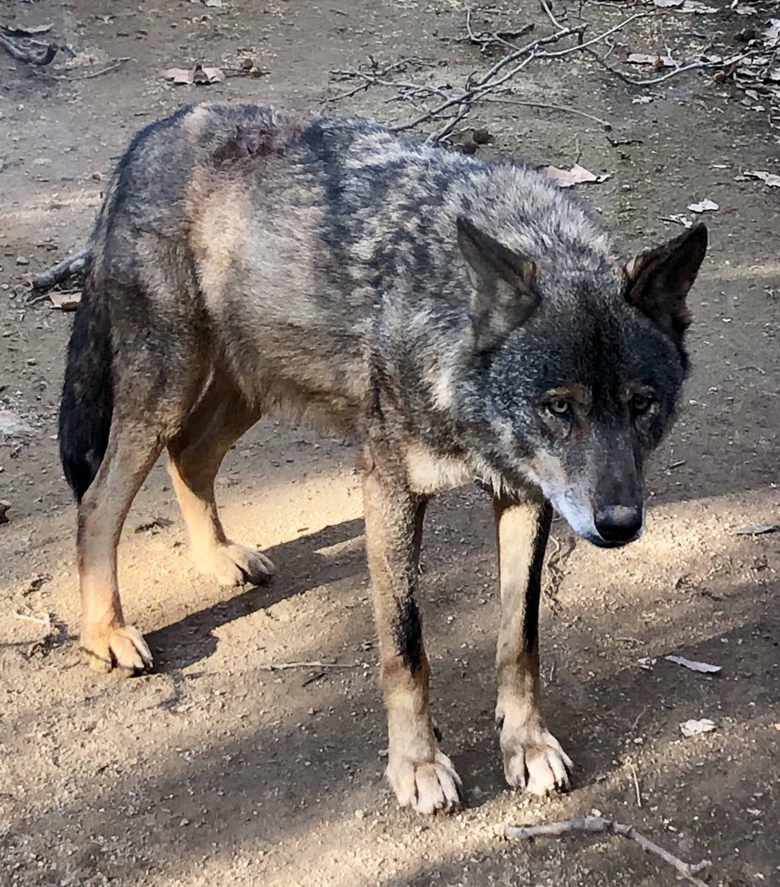 La no protección del lobo ibérico en España