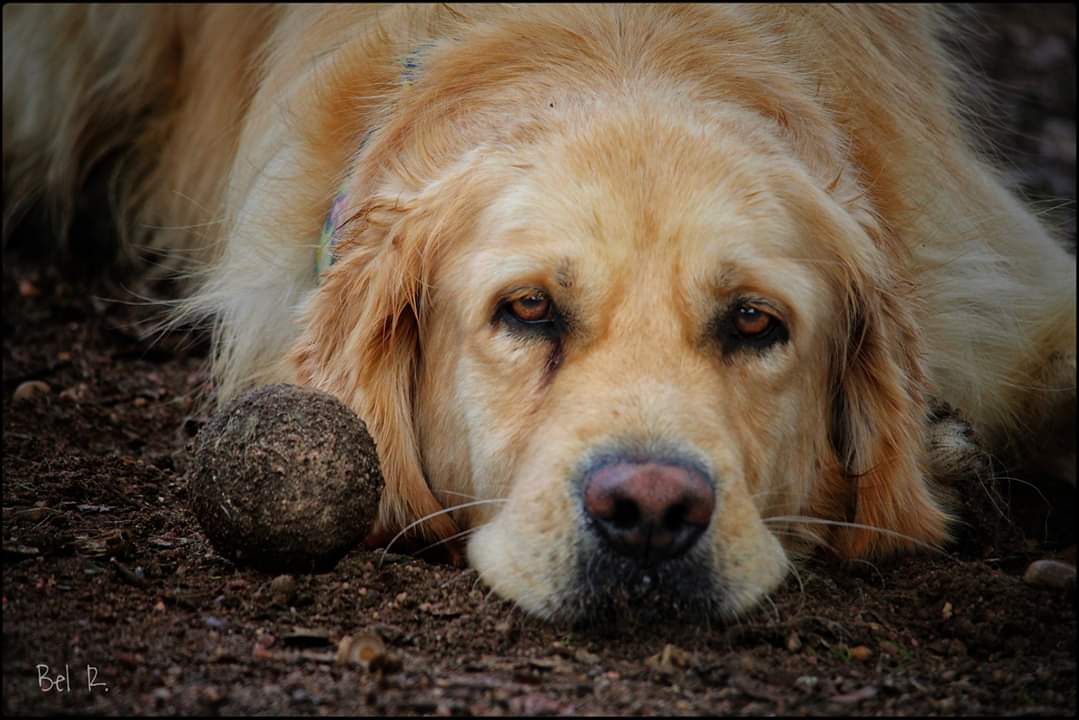 El maltrato animal como medio instrumental para la comisión de delitos en el ámbito de la violencia de género