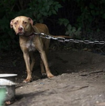 Dos años de SOJMA (Servicio de Orientación Jurídica contra el Maltrato Animal) en Baleares: orígenes, fundamento, y balance