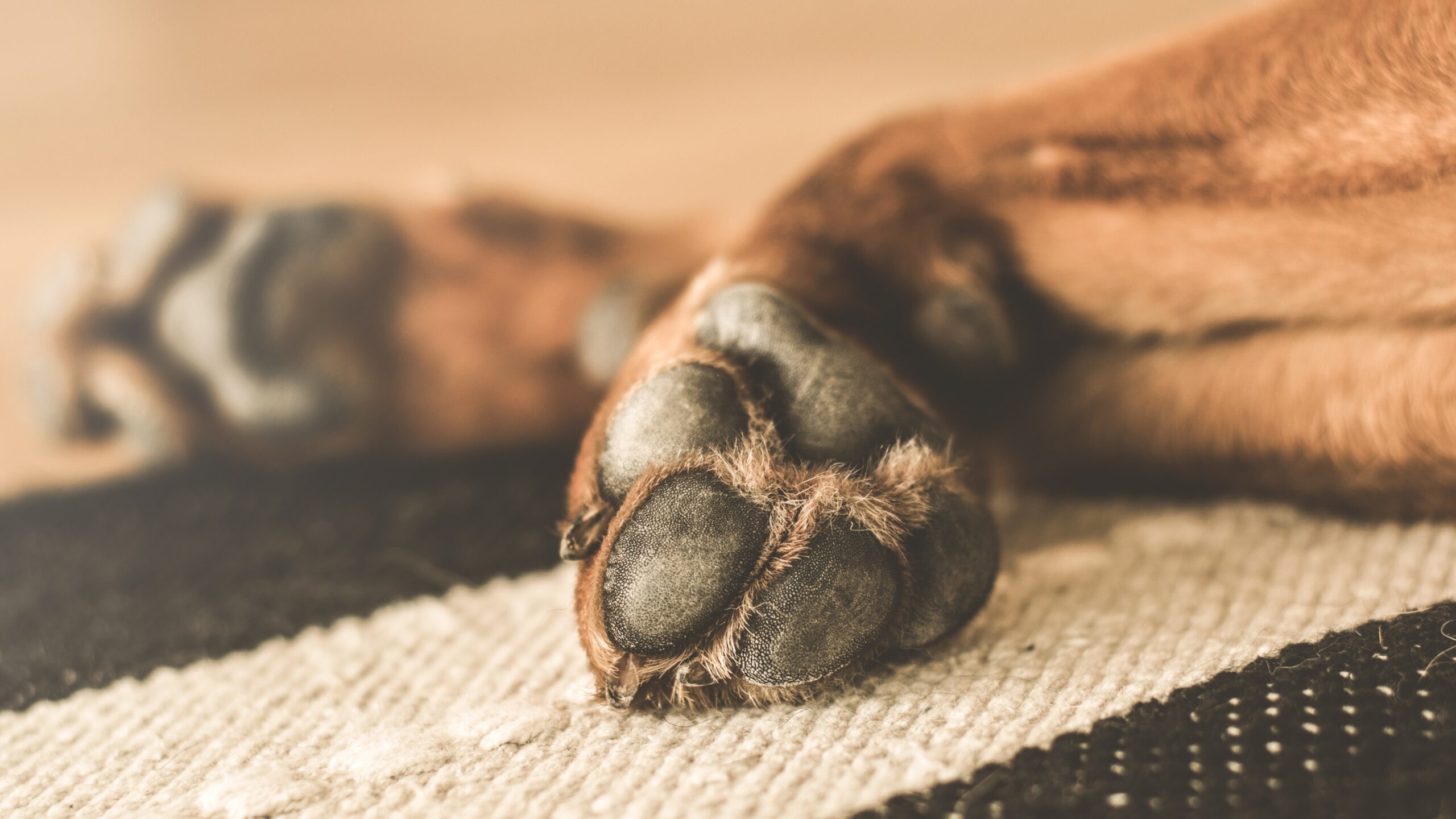 Reflexiones sobre la Ley Española de Protección de los animales