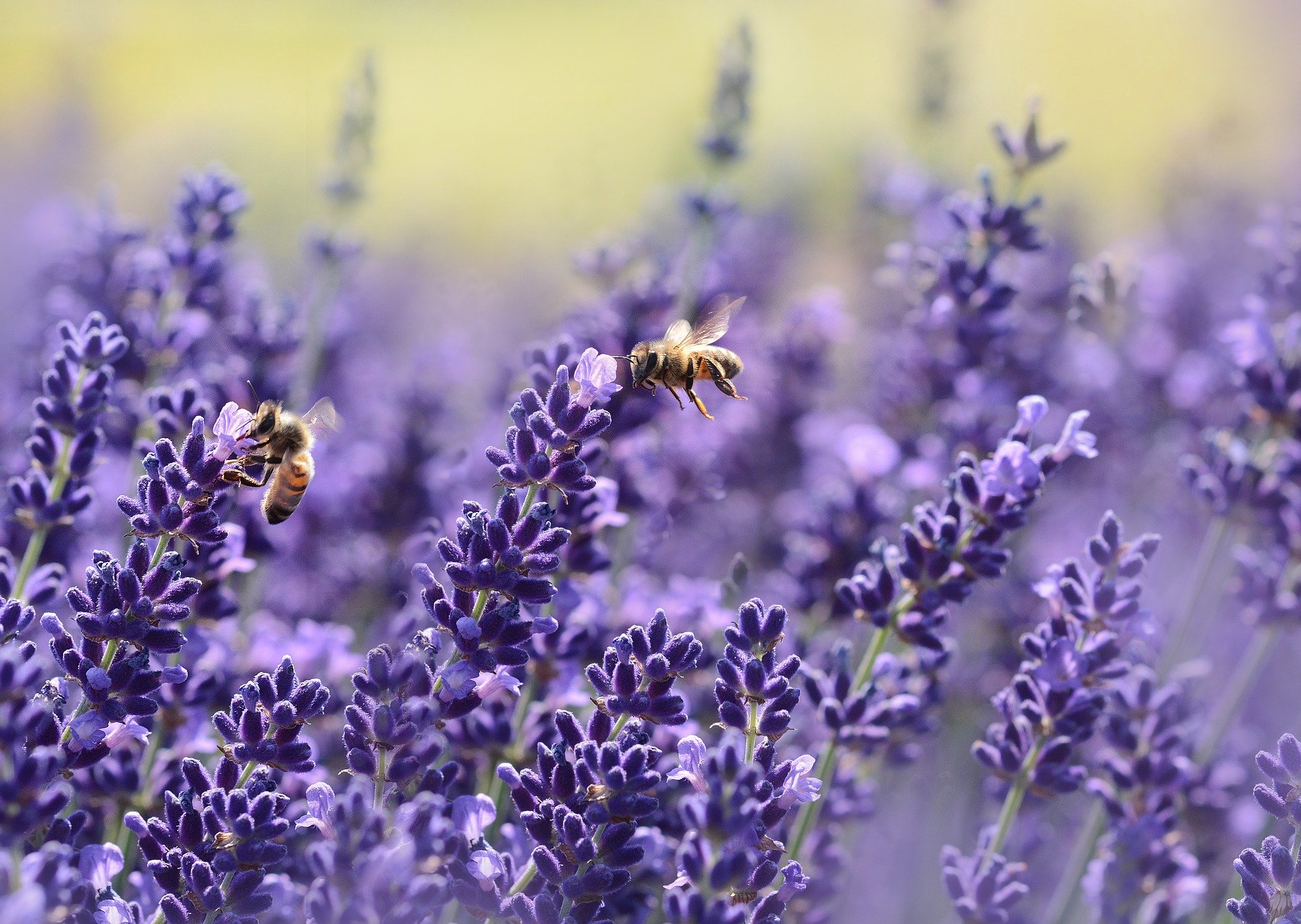 La estrategia de biodiversidad de la Unión Europea 2030: ¿mito de Sísifo o nuevo paradigma?