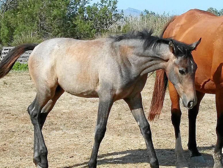 Sexual abuse and maltreatment -physical and psychological- of animals: case  of the mares of Alcudia (Mallorca) – Abogacía Española