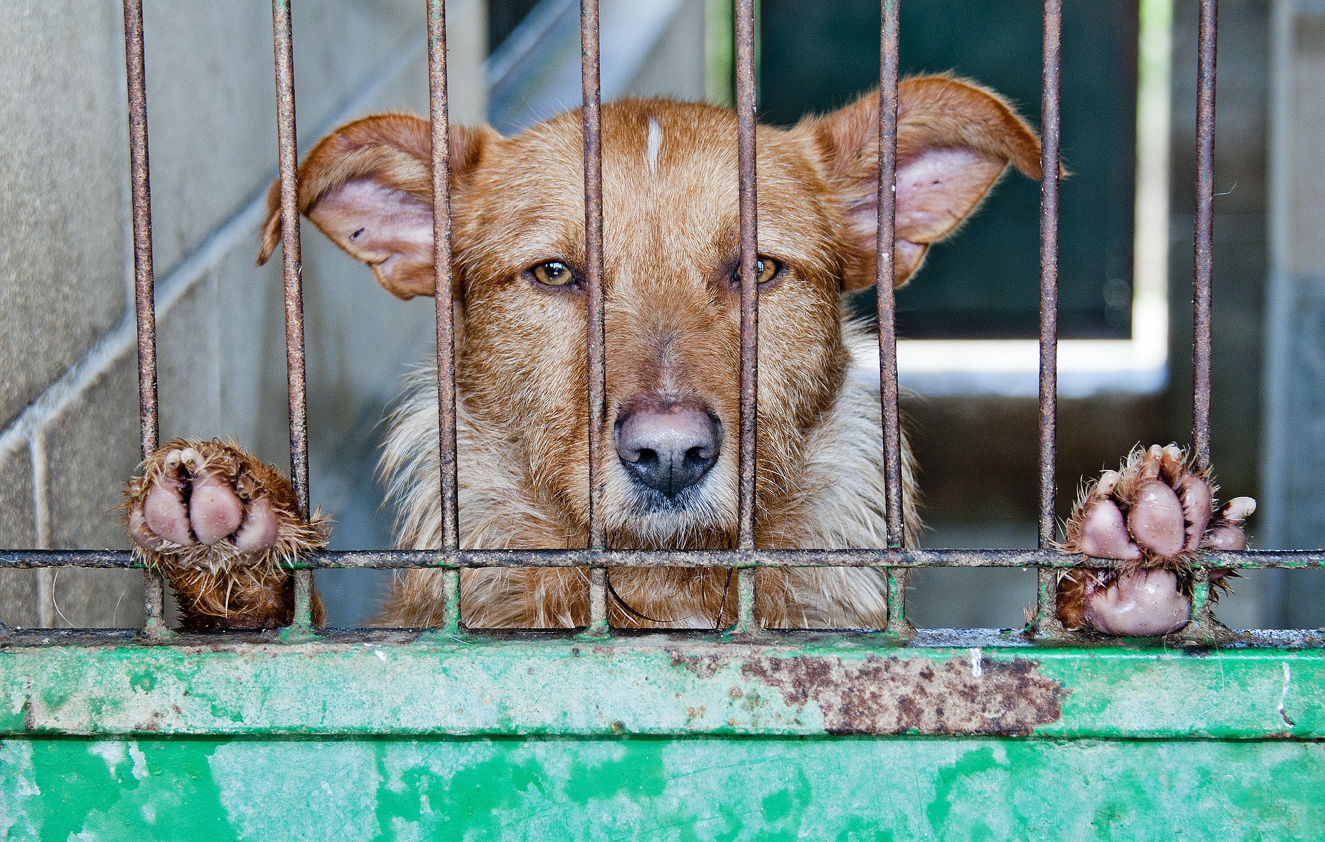 Crime of mistreatment of animals victims of overcrowding: Noah Syndrome. Commission for omission and eventual fraud – Abogacía Española Crime of mistreatment of animals victims of overcrowding: Noah Syndrome. Commission for omission and eventual fraud – Abogacía Española