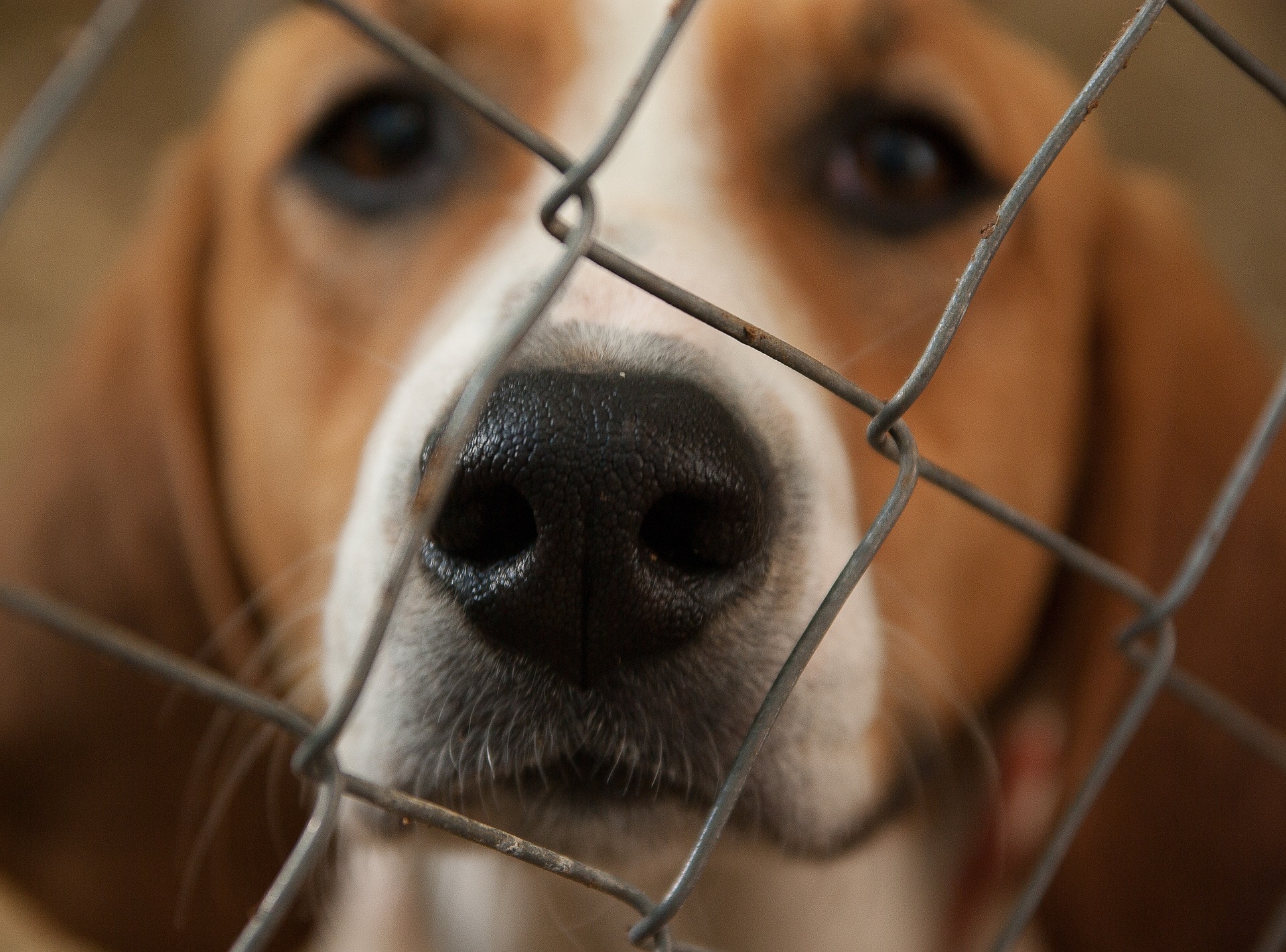 Is animal law a fad? – Abogacía Española