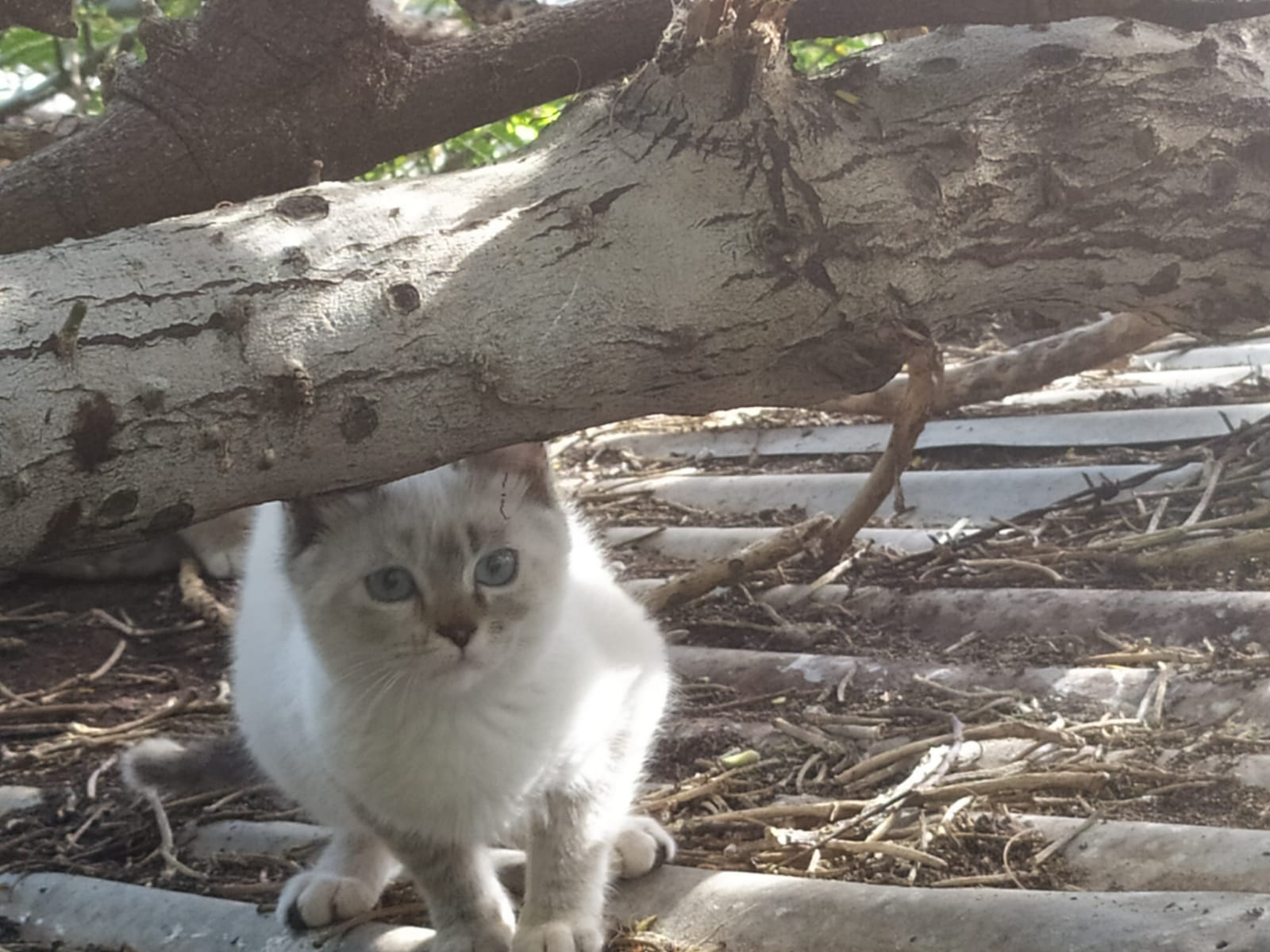 Ayuntamientos, los legítimos titulares de los microchip de los gatos ferales