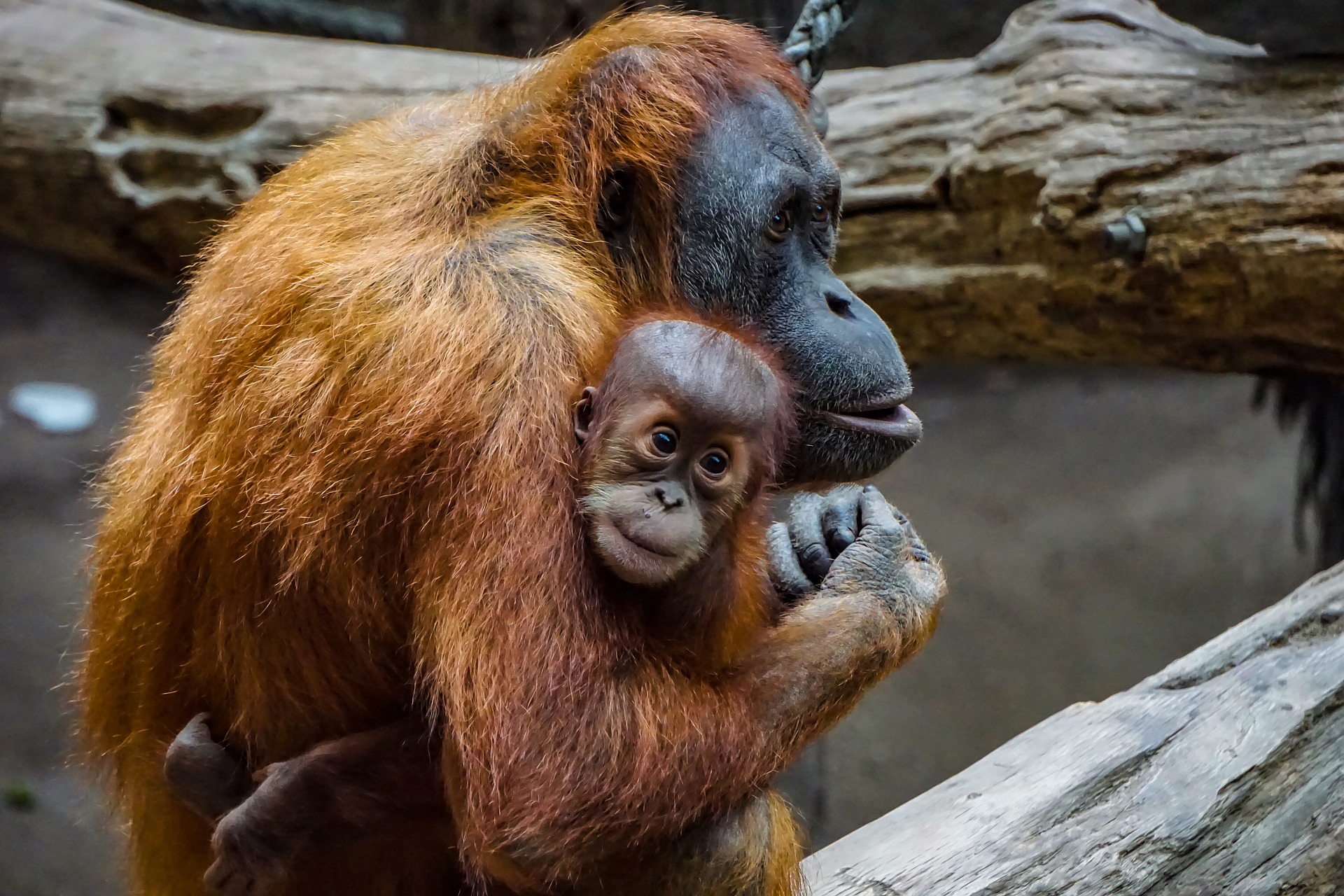 La posible personalidad jurídica de los animales no humanos