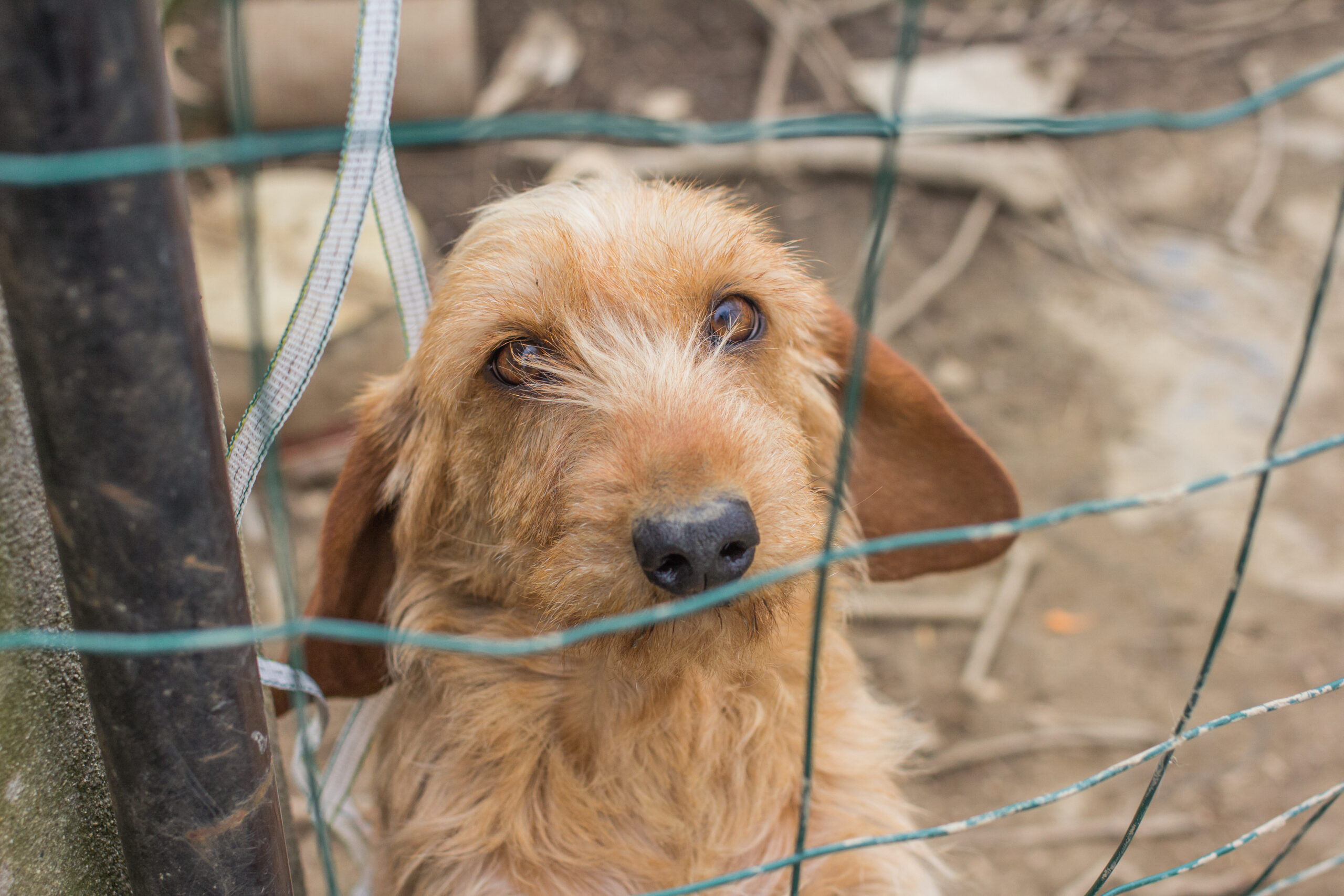 Prevención general y especial en la tipificación del maltrato animal