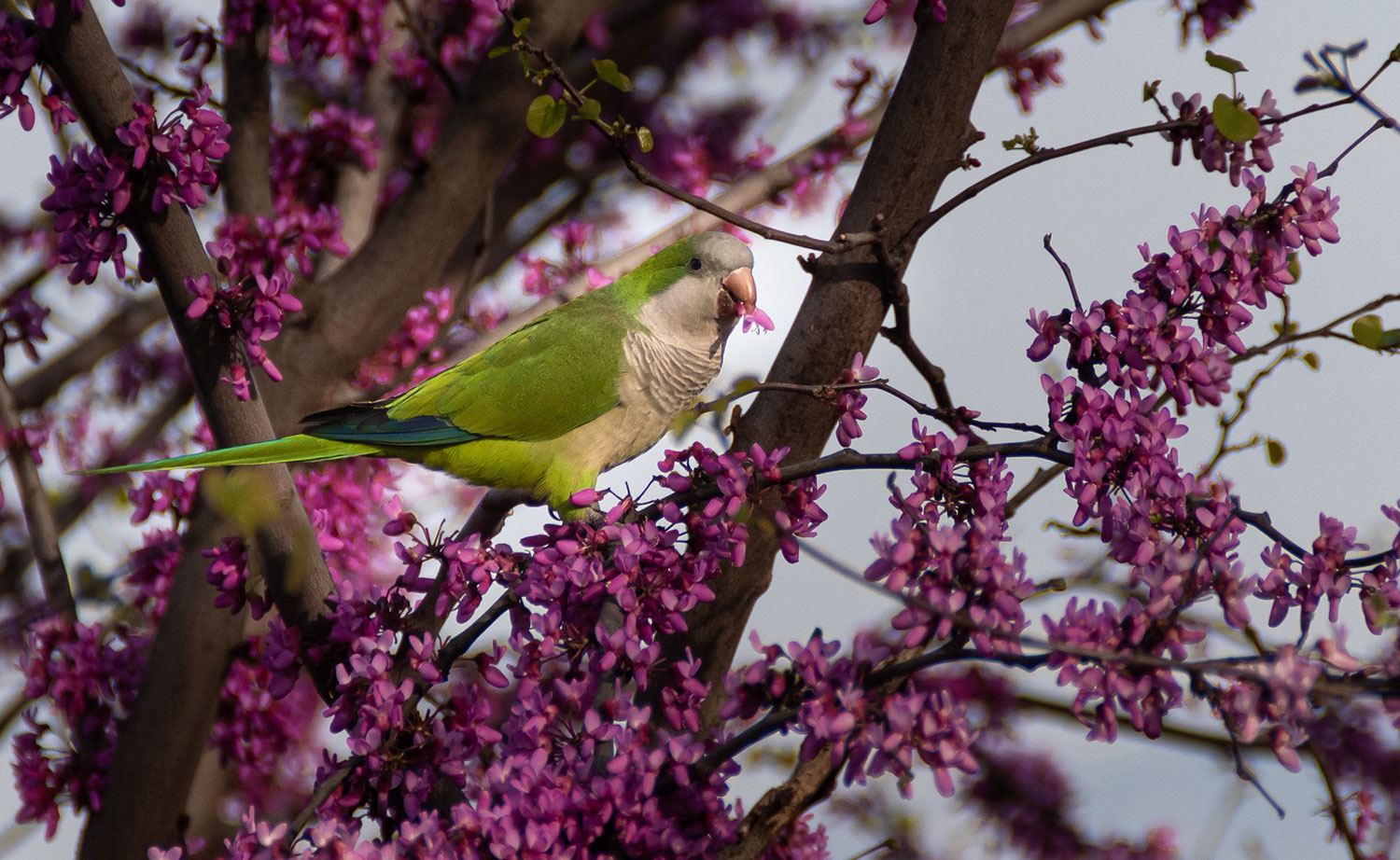 Declaración de animales exóticos “invasores”